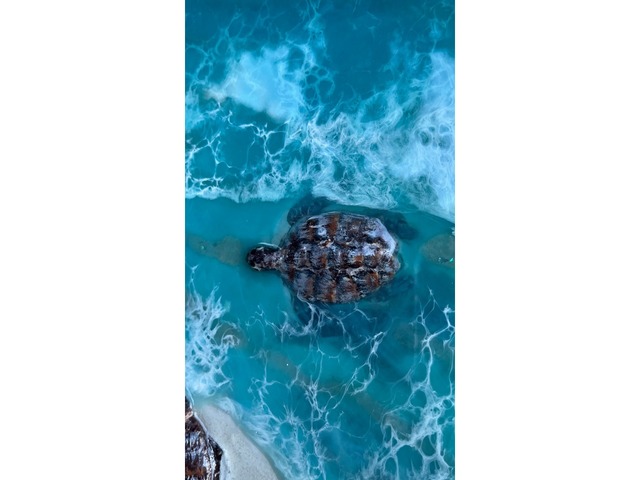 Картина эпоксидной смолой 3D «Черепаший пляж» 50х40см.