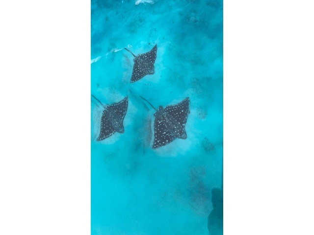 Картина эпоксидной смолой 3d «Подводные птицы»