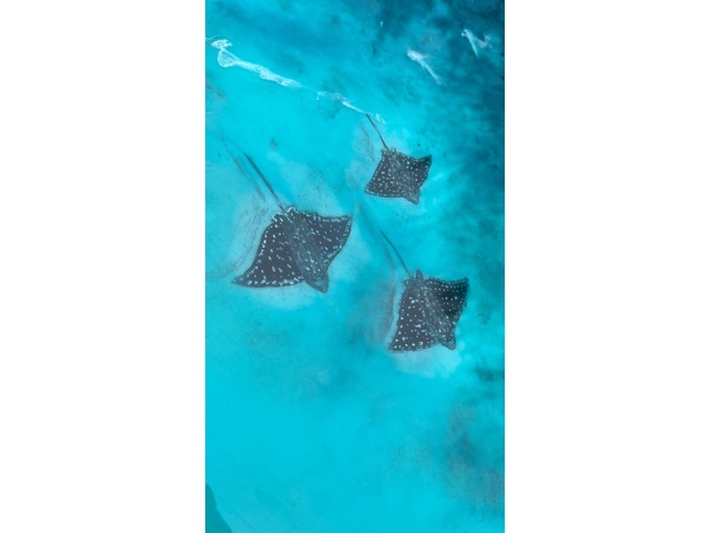Картина эпоксидной смолой 3d «Подводные птицы»