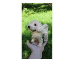 Мальтіпу реалістична собака валяна іграшка інтерєрна пес пудель хендмєйд подарунок собачка песик