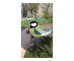 Брош валяна синичка іграшка підвіска хендмєйд птицяваляна прикраса інтерєрна Синица игрушка сувенір