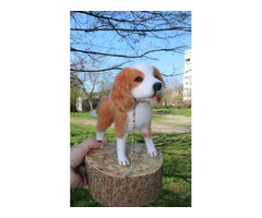 Кавалергкингчарльзспаниэль собачка іграшка валяна інтерєрна сувенір подарунок