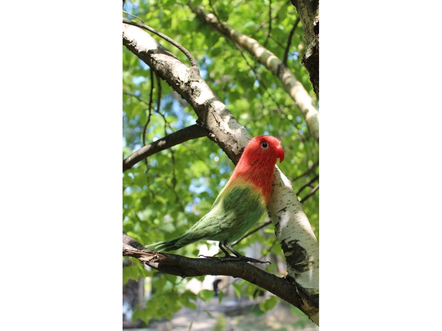 Неразлучник папуга іграшка валяна з шерсті інтерєрний попугай войлочний