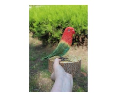 Неразлучник папуга іграшка валяна з шерсті інтерєрний попугай войлочний