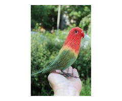 Неразлучник папуга іграшка валяна з шерсті інтерєрний попугай войлочний