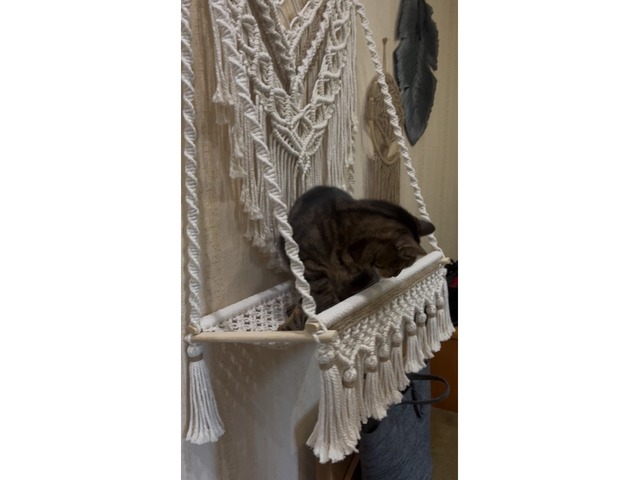 Гамак для котика