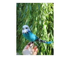 Папуга хвилястий іграшка валяна з шерсті інтерєрна пташка попугай волнистий сувенір подарунок