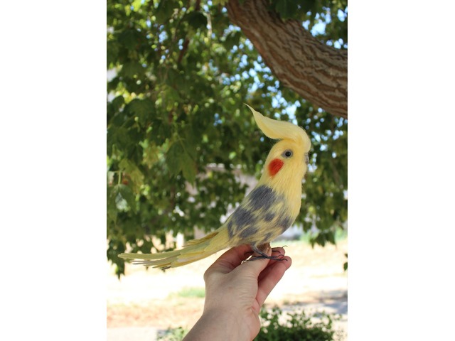 Корелла попугай іграшка валяна з шерсті хендмєйд птичка інтерєрна подарунок сувенір войлочний папуга