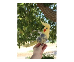 Корелла попугай іграшка валяна з шерсті хендмєйд птичка інтерєрна подарунок сувенір войлочний папуга