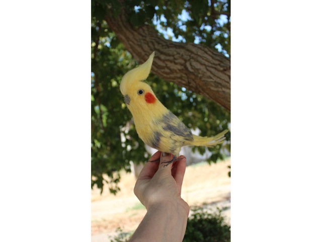 Корелла попугай іграшка валяна з шерсті хендмєйд птичка інтерєрна подарунок сувенір войлочний папуга