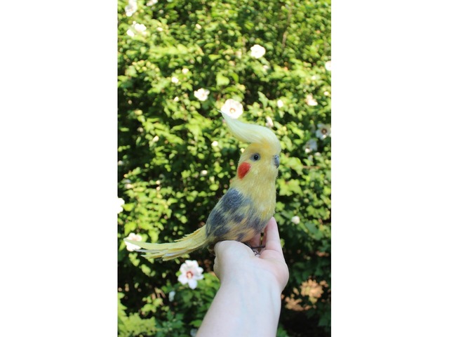 Корелла попугай іграшка валяна з шерсті хендмєйд птичка інтерєрна подарунок сувенір войлочний папуга