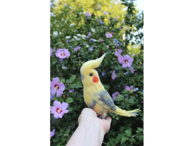 Корелла попугай іграшка валяна з шерсті хендмєйд птичка інтерєрна подарунок сувенір войлочний папуга