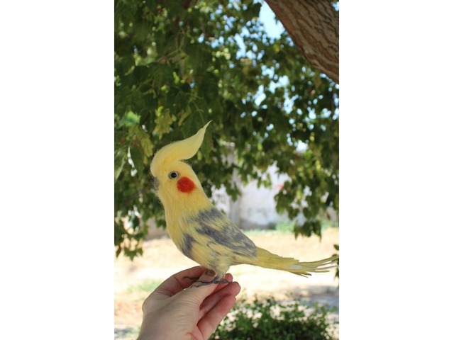 Корелла попугай іграшка валяна з шерсті хендмєйд птичка інтерєрна подарунок сувенір войлочний папуга