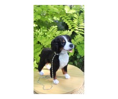 Валяна іграшка собака Бернский зенненхунд з шерсті інтерєрна пес хендмєйд скульптура войлочная