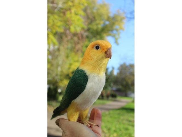 Валяна іграшка папуга Каик з шерсті птица інтерєрна войлочная подарунок хендмєйд сувенір