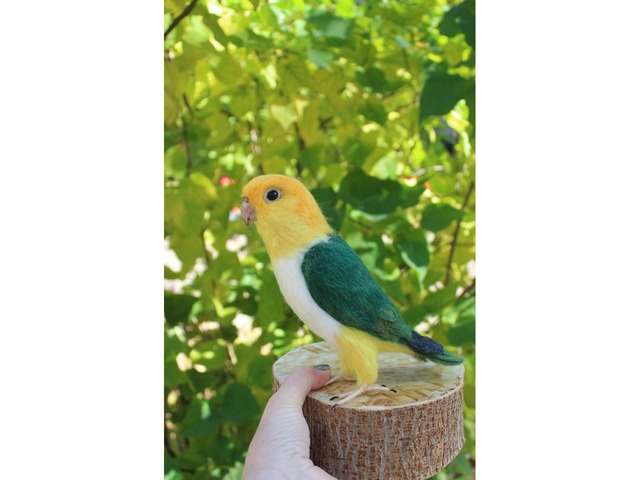 Валяна іграшка папуга Каик з шерсті птица інтерєрна войлочная подарунок хендмєйд сувенір