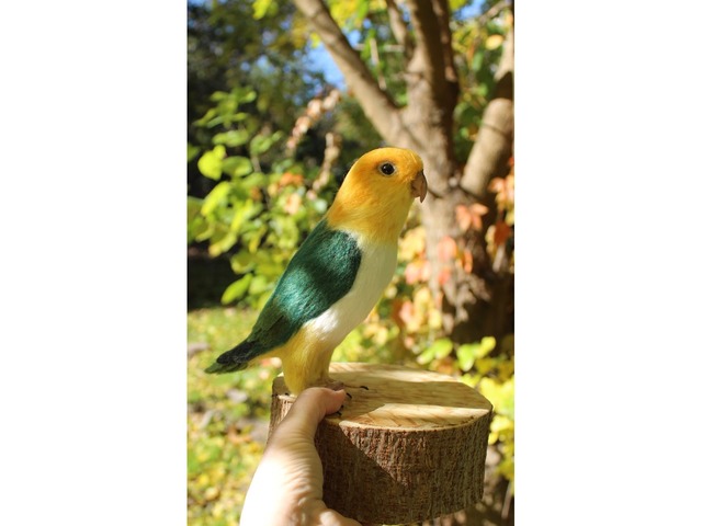 Валяна іграшка папуга Каик з шерсті птица інтерєрна войлочная подарунок хендмєйд сувенір