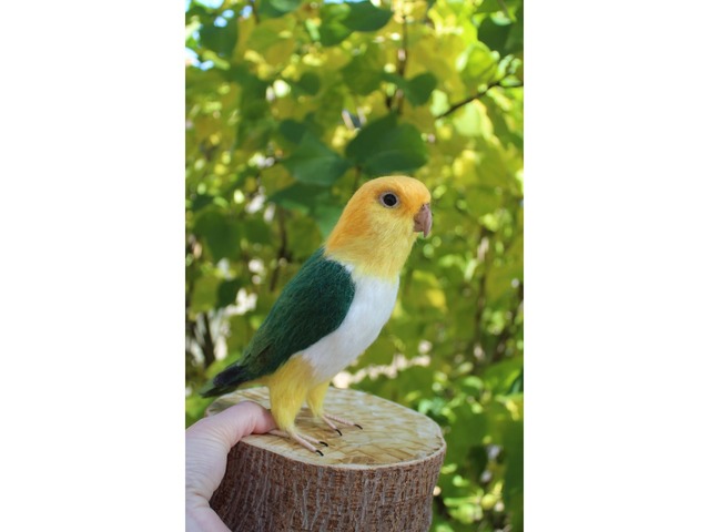 Валяна іграшка папуга Каик з шерсті птица інтерєрна войлочная подарунок хендмєйд сувенір