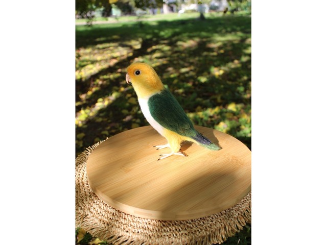 Валяна іграшка папуга Каик з шерсті птица інтерєрна войлочная подарунок хендмєйд сувенір