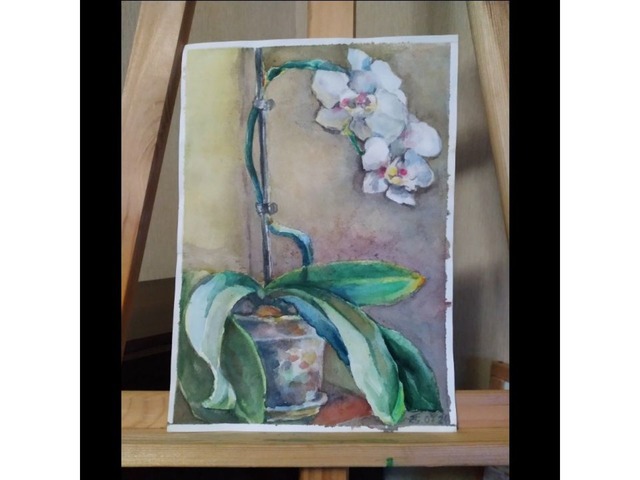 Акварель, фалинопсис