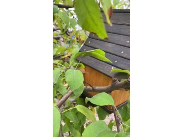 Шпаківня з натуральної деревини!