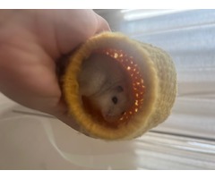 Будиночок для хом’ячка