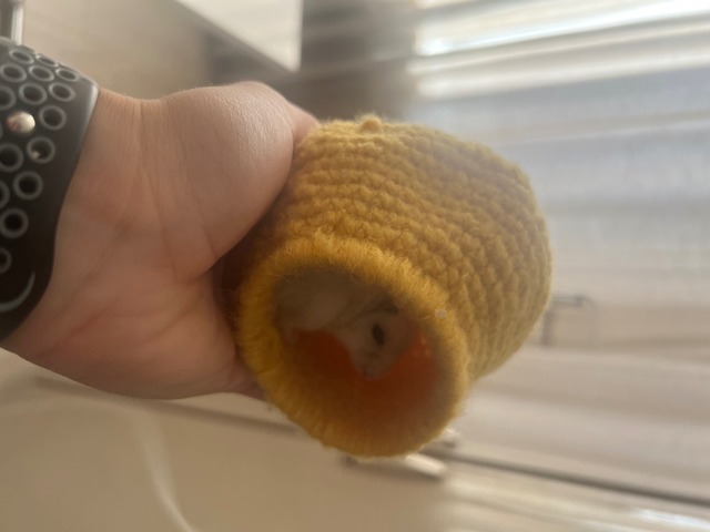 Будиночок для хом’ячка