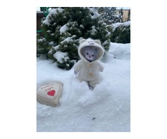 В’язаний мімішний котик на подарунок