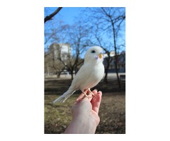 Білий попугай іграшка валяна з шерсті інтерєрна ручної роботи папуга войлочний птица