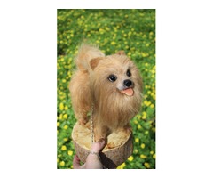 Шпиц собака іграшка валяна з шерсті хендмєйд пес войлочний інтерєрний подарок сувенір