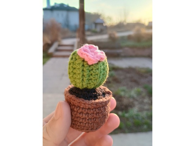 Кактус с розовым цветочком