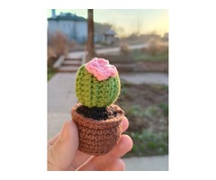 Кактус с розовым цветочком