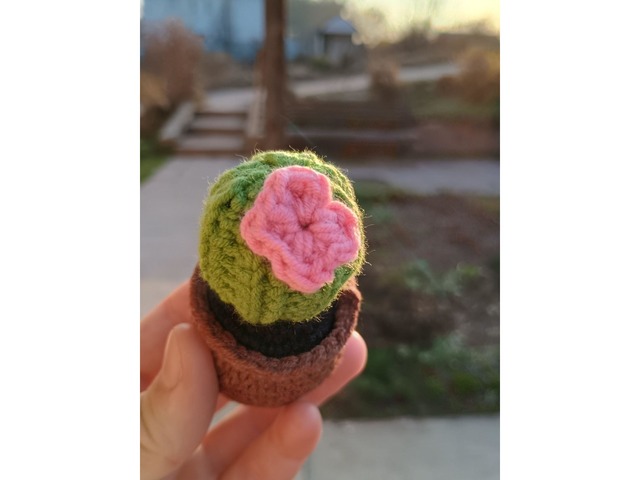 Кактус с розовым цветочком