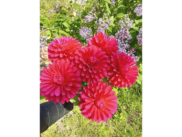 Жоржини з атласної стрічки