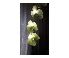Торшер Орхидея