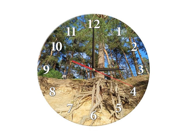 Round clock with a photo of roots of pine in forest