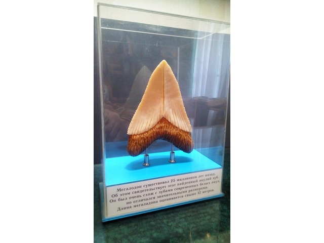 Муляж зуба доисторической акулы Мегаладона