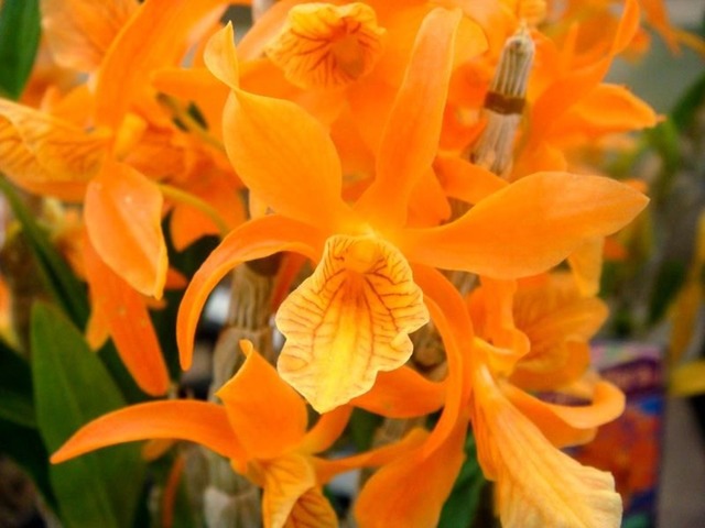 Цепочка с кулоном из цветка орхидеи
